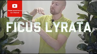 All you need to know about Ficus Lyrata  Fiddle Leaf Fig [upl. by Wie]