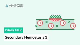 Secondary Hemostasis  Part 1 Coagulation Cascade [upl. by Nodarb]