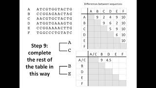 Creating a Phylogenetic Tree [upl. by Anatniuq]