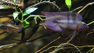 Apistogramma Lineata [upl. by Ahseeyt623]