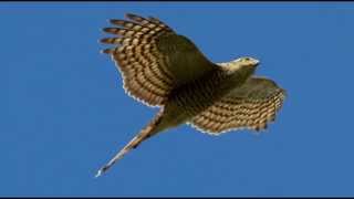 Sparrowhawk Bird Call Bird Song [upl. by Sinnel170]