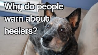 Why Do People Give Warnings About Heelers  Well Meet Lucien [upl. by Keith129]