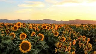 Why sunflowers follow the sun [upl. by Narmi946]