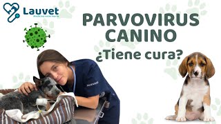 PARVOVIRUS EN PERROS  Síntomas Tratamiento y Prevención  Lauvet [upl. by Bagger]