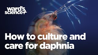 Caring and Culturing for Daphnia [upl. by Murry]