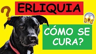 COMO CURAR LA ERLIQUIA EN LOS PERROS [upl. by Arica99]