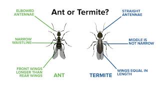 Identifying Ants vs Termites [upl. by Dorthea308]