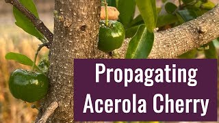 Acerola Cherry Barbados Cherry Propagation [upl. by Xet]