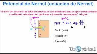 Fisiología  Ecuación de Nernst potencial de Nernst  potencial de membrana [upl. by Grindlay29]