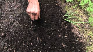 How to sow a seed directly into garden [upl. by Nohsyar772]