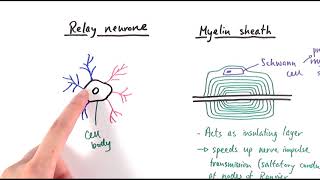 A2 Biology  Neurones OCR A Chapter 132 [upl. by Stagg721]