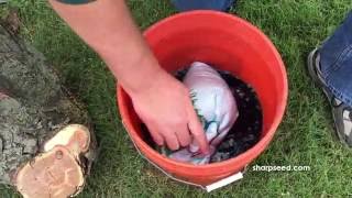 Establishing Buffalograss Presoak amp Planting [upl. by Vanthe128]