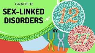 Sex linked Genetic diagrams [upl. by Fortunia]