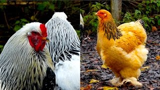 Brahma chicken  The giant King of All Poultry  hen and rooster  Brahma Hühner [upl. by Adilem]