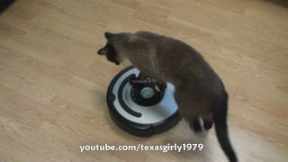 Cat shows HOW TO use iRobot Roomba Vacuum [upl. by Zildjian535]