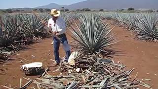 Agave Harvesting [upl. by Hezekiah]