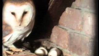 DavidCobhams THE PRIVATE LIFE OF THE BARN OWL  introduced by Sir David Attenborough I wildlife [upl. by Correna]