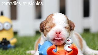 🐶 Música para HACER DORMIR a PERROS BEBÉS 🐶 [upl. by Adnerak102]