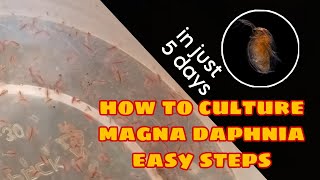 How to Culture Magna Daphnia Easily [upl. by Labotsirhc466]