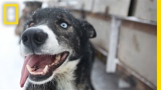 Sled Dogs More Than Meets the Eye  National Geographic [upl. by Susi640]