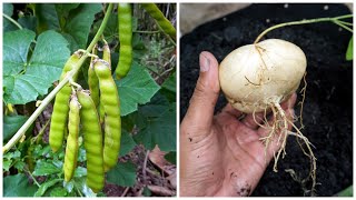 How To Grow Jicama  Cara Tanam Sengkuang [upl. by Ara756]