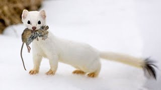 The Stoat  a fearless acrobat and rabbit hunter Interesting facts about Stoats [upl. by Salem]