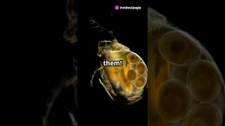 How to culture Daphnia for your Aquarium [upl. by Iznik]