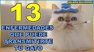 13 Enfermedades Que Puede Transmitirte Tu Gato  SiamCatChannel [upl. by Sinai204]