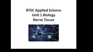 BTEC Applied Science Unit 1 Biology Nerve Tissue [upl. by Alikee573]