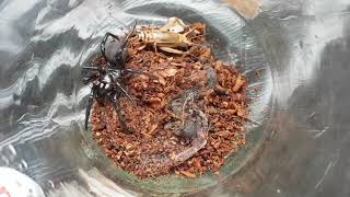 Feeding The Deadly Sydney Funnelweb Spider 5  Atrax Robustus [upl. by Yruama]