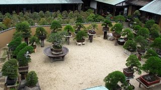 Shunkaen Bonsai by Kunio Kobayashi [upl. by Adekam]