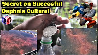 How to Culture Daphnia Successfully [upl. by Rodolphe658]