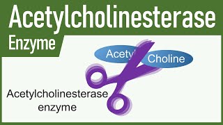 Acetylcholinesterase Enzyme [upl. by Ettelocin]