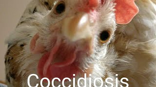 Coccidiosis In Chickens [upl. by Lenahtan820]