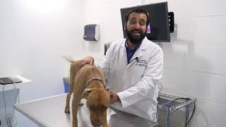 Las 3 enfermedades dermatológicas más comunes en los perros [upl. by Orola]