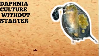 HOW TO CULTURE DAPHNIA NATURALLY WITHOUT A STARTER [upl. by Jarib191]