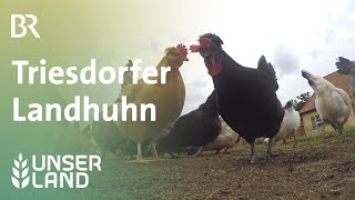 Triesdorfer Landhuhn  Unser Land  BR Fernsehen [upl. by Bocaj]