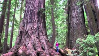 California Camping  Kamp Klamath in the heart of the Redwoods [upl. by Udele]