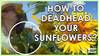 Deadhead Your Sunflowers [upl. by Marmaduke847]