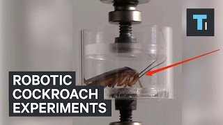 Robotic cockroach experiments [upl. by Valdas]