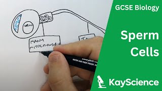 Sperm Cell Adaptations  GCSE Biology  kaysciencecom [upl. by Way]