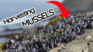 How To Harvest MUSSELS For Beginners  Catch Clean Cook [upl. by Fauch197]