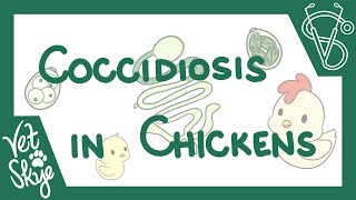 Coccidiosis in Chickens  causes pathophysiology life cycle diagnosis prevention [upl. by Eisoj]