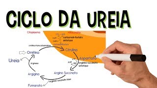 ✅ CICLO DA UREIA [upl. by Soutor]