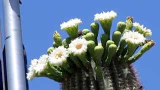 SAGUARO CACTUS IN BLOOM in ARIZONA [upl. by Zita449]