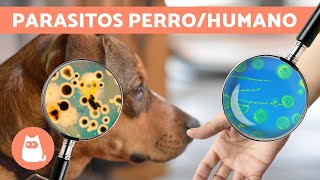 Parásitos del perro que contagian a humanos [upl. by Katt]