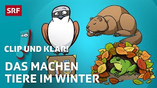 Was machen Tiere im Winter  SRF Kids – Clip und klar  Für Kinder erklärt [upl. by Ojadnama]