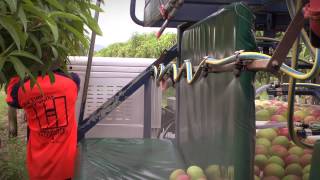 Mango picking – how to do it right [upl. by Eimmelc]