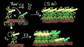 Independent assortment dihybrid cross  Heredity amp Evolution  Khan Academy [upl. by Casaleggio267]