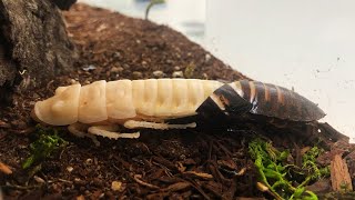 Cockroach Molting [upl. by Aurita50]